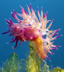A bit freaky!!
Nudibrank taken at a wreck site called H.... by Jon Mitchell 